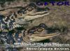 BCM_alligators_smaller.jpg